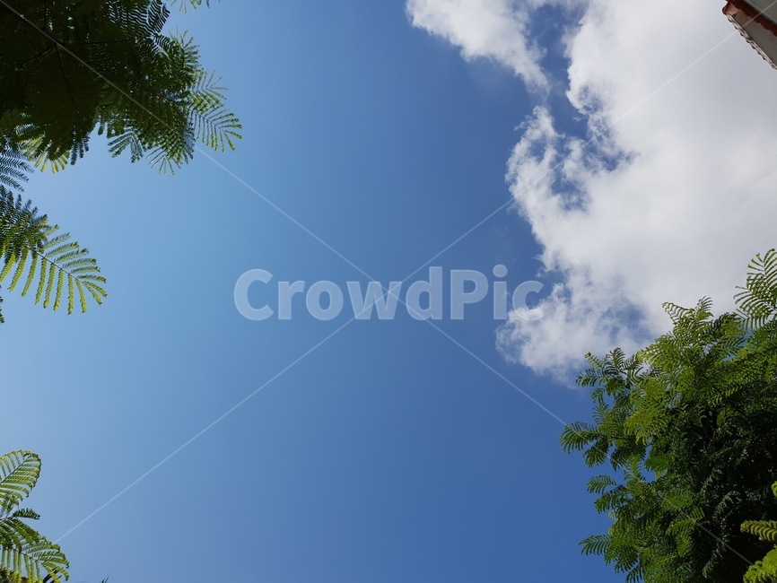 옥외,자연,푸른하늘,thebluesky,베트남,outdoors,view,spring,푸른,블루스카이,season,nature