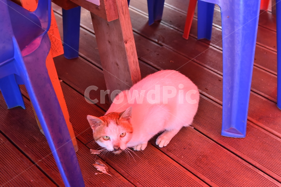 고양이,동물,먹는중,횟집,눈치,앉은자세,예민