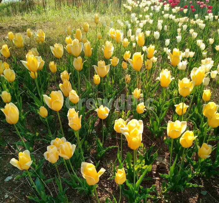 튤립,tulip,백합과,식물,꽃,구근초,여러해살이화초,식물,자연,plants,nature,꽃,flower
