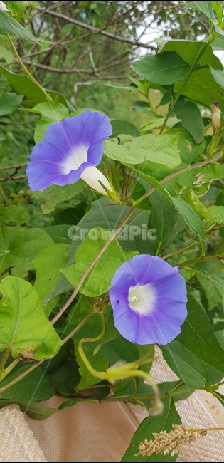 나팔꽃,식물,쌍떡잎식물,메꽃과,통꽃식물목,현화식물,식물,자연,plants,nature,꽃,flower