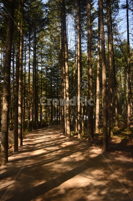 자연풍경,숲,나무,흙,강원도,자연,풍경,nature,landscape,식물,plants,나무,trees,wood,tree,plant,tree trunk,나무 줄기