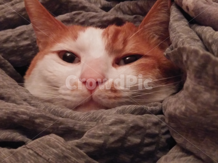 고양이,동물근접샷,애완동물,귀여운동물,뚱한고양이
