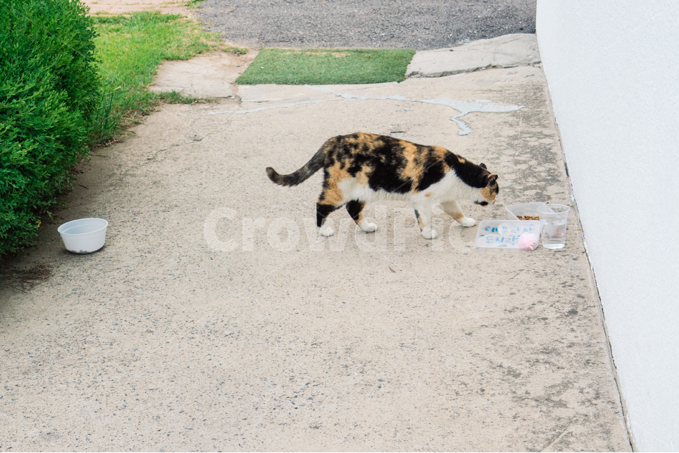 고양이,캣,냥냥이,길고양이,삼색이,치즈냥,냥,cat,동물,동물,animal,포유류,mammal,고양이,cat,kitten,kitty