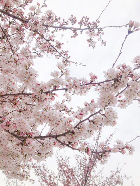 벚꽃,봄,벚꽃나무,식물,plant,flower,꽃,blossom