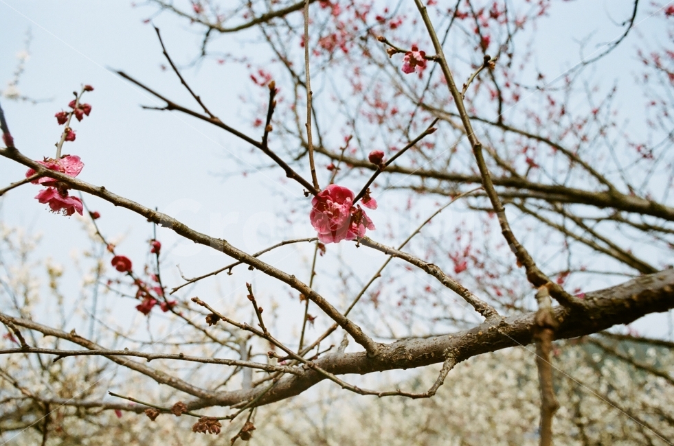 홍매화,아련,따스함,감성,흐릿함,봄,계절,spring,season,식물,자연,plants,nature,꽃,flower,감성,sensible,feeling,plant,blossom