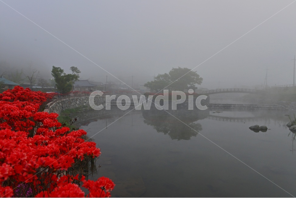 전남,화순,한옥마을,물안개,아침,철쭉꽃,철쭉,꽃,봄,계절,plant,식물,tree,나무,nature,자연,outdoors,옥외