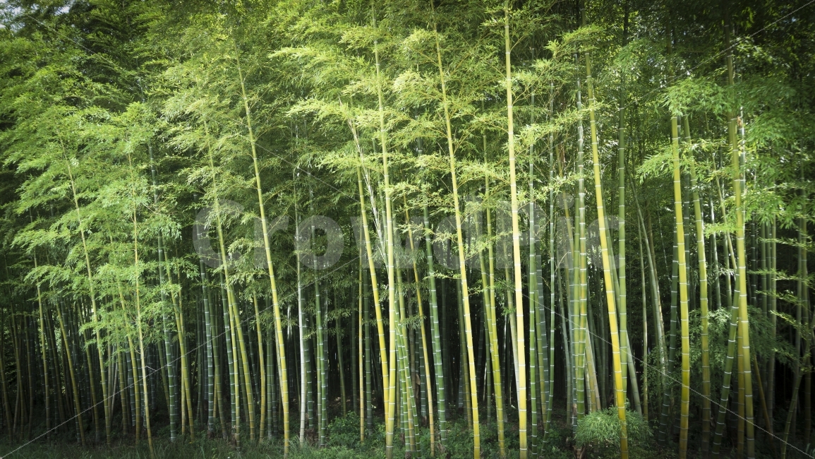 대나무,십리대밭,여행,울산,자연,태화강,풍경,자연,풍경,nature,landscape,식물,plants,나무,trees,wood