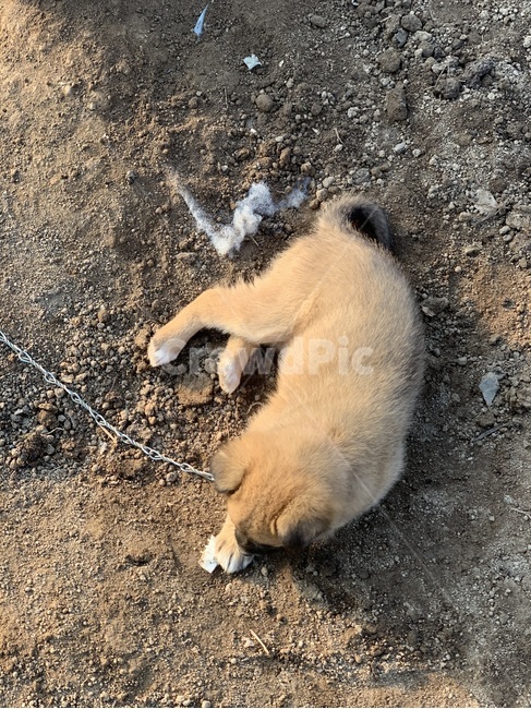 강아지,개,시골개,똥개,동물,animal,dog,doggie,doggy,동물,animal,포유류,mammal,개,강아지,dog,doggy