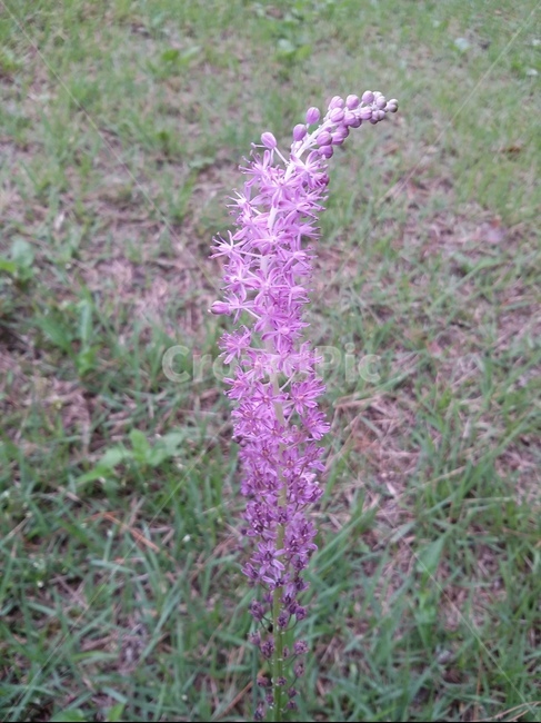 꽃,식물,plant,flower,자연,식물,자연,plants,nature