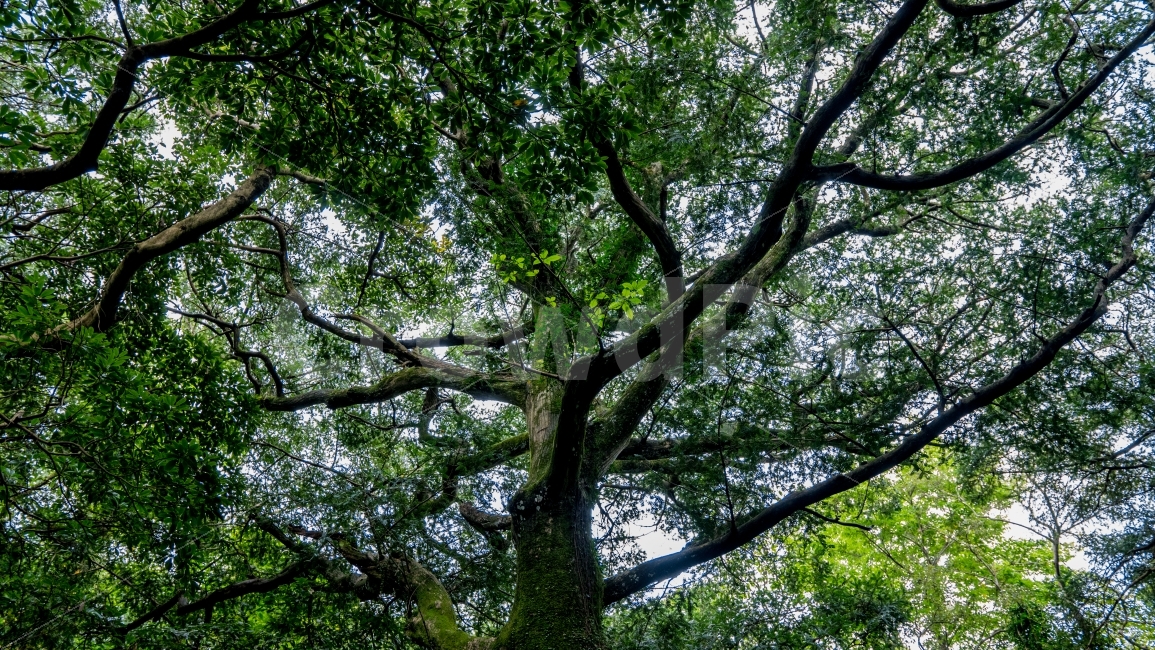 비자림,제주도,나무,자연,초록,초록색,tree,wood,식물,자연,plants,nature,나무,trees,wood
