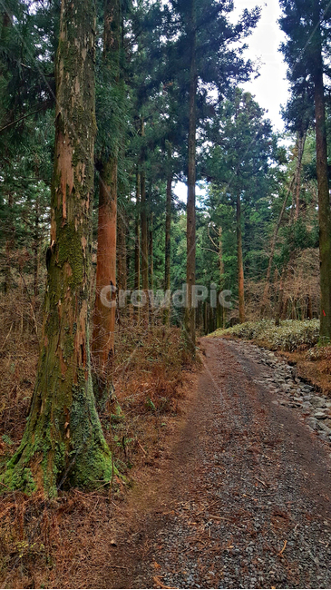 나무,숲,tree,plant,자연,옥외,nature