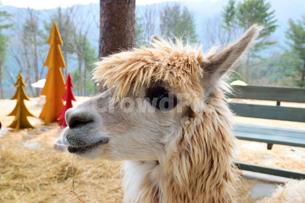 알파카,동물,귀여움,눈,코,얼굴,털,귀,동물,animal,포유류,mammal