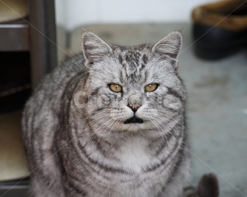반려묘,고양이,길냥이,동물,cat,동물,animal,포유류,mammal,고양이,cat,kitten,kitty