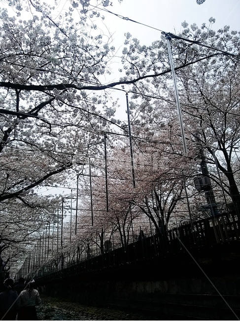 벚꽃,풍경,거리,나무,가로수