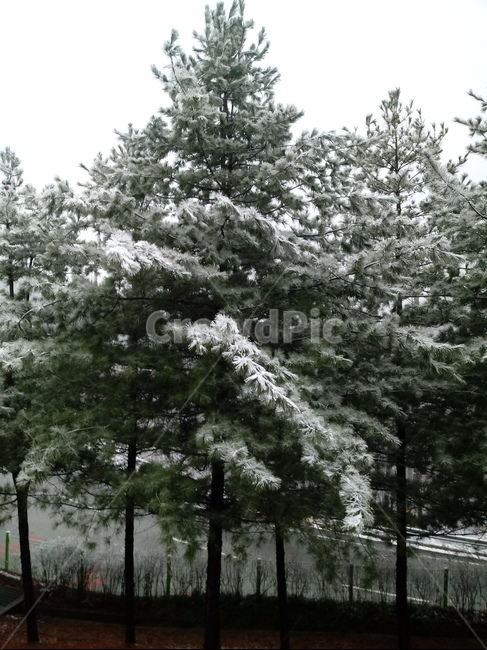 눈,설경,나무,나무가지,snow,하얀눈,자연,옥외,nature,winter,겨울,겨울,계절,winter,season