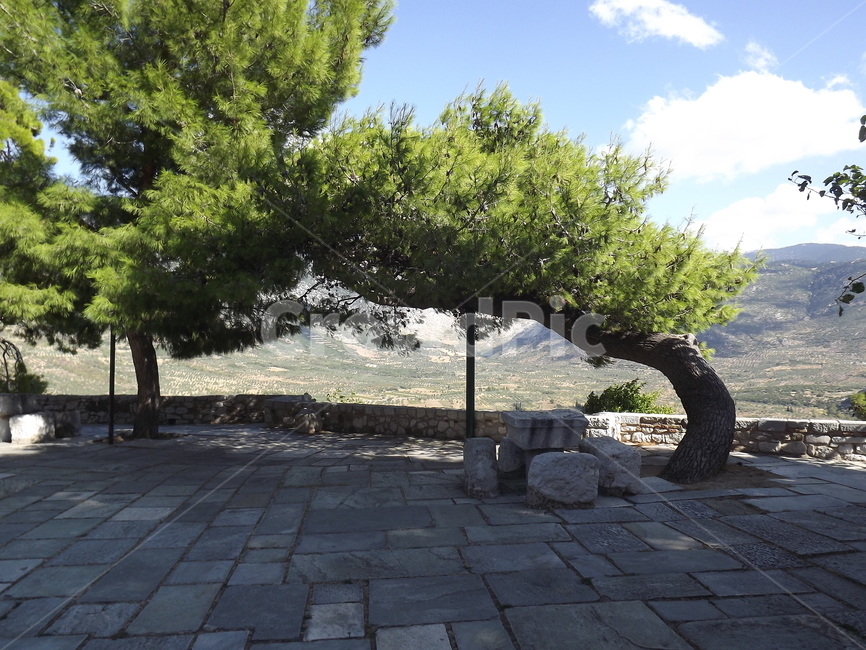 tree,나무,plant,식물,하늘,구름