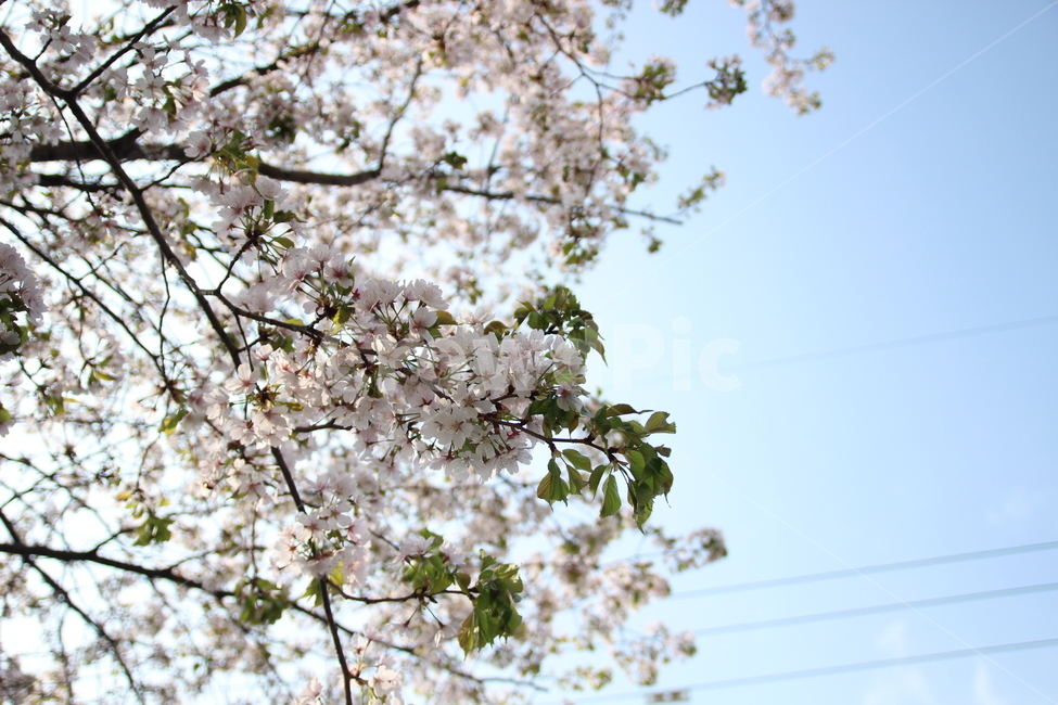 꽃,벚꽃,봄,하늘,나무,벚꽃나무,자연,봄,계절,spring,season,자연,풍경,nature,landscape,plant,식물,flower,blossom