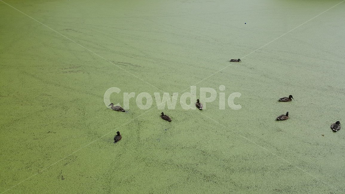 호수,연못,새,늪지대,풀,초록,lake,pond,birds,plants,green