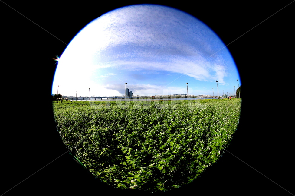 풍경,하늘,식물,메밀꽃,구름,자연,풍경,nature,landscape,fisheye,어안