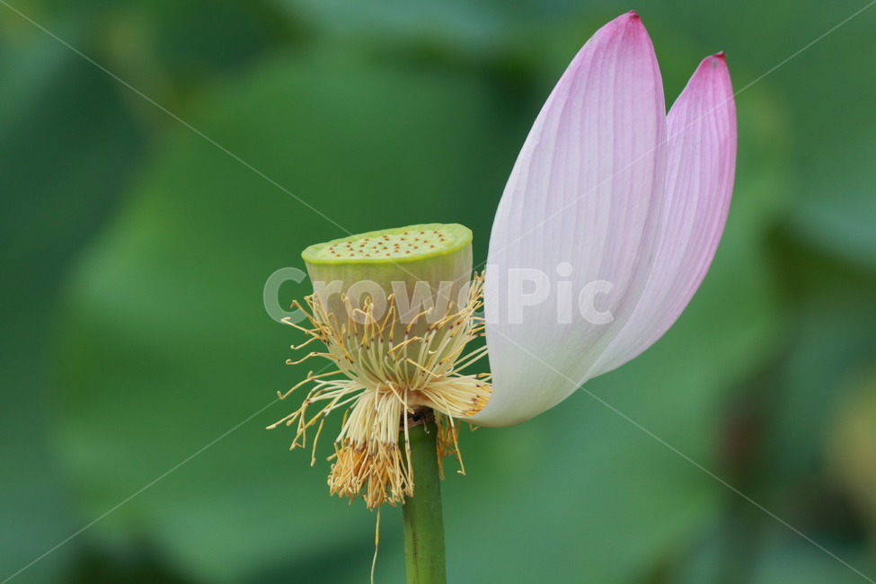 연꽃두잎,연꽃,자연,식물,세미원연꽃,핑크,분홍