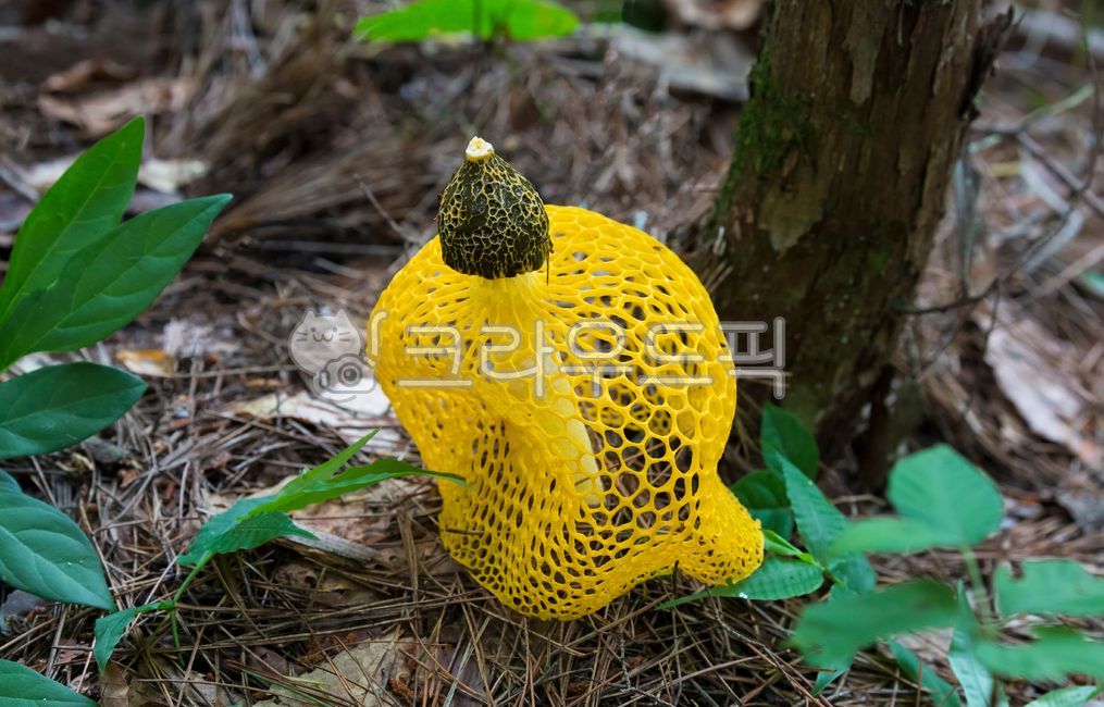 자연,버섯,망태버섯,그물망,독버섯,대밭,여름,식물,노랑망태,노랑망태버섯,버섯,mushroom