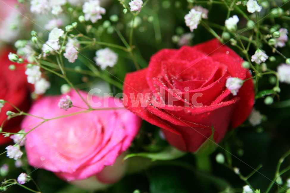 꽃,장미,장미꽃,꽃다발,장미꽃다발,빨강,분홍,식물,자연,plants,nature,꽃,flower
