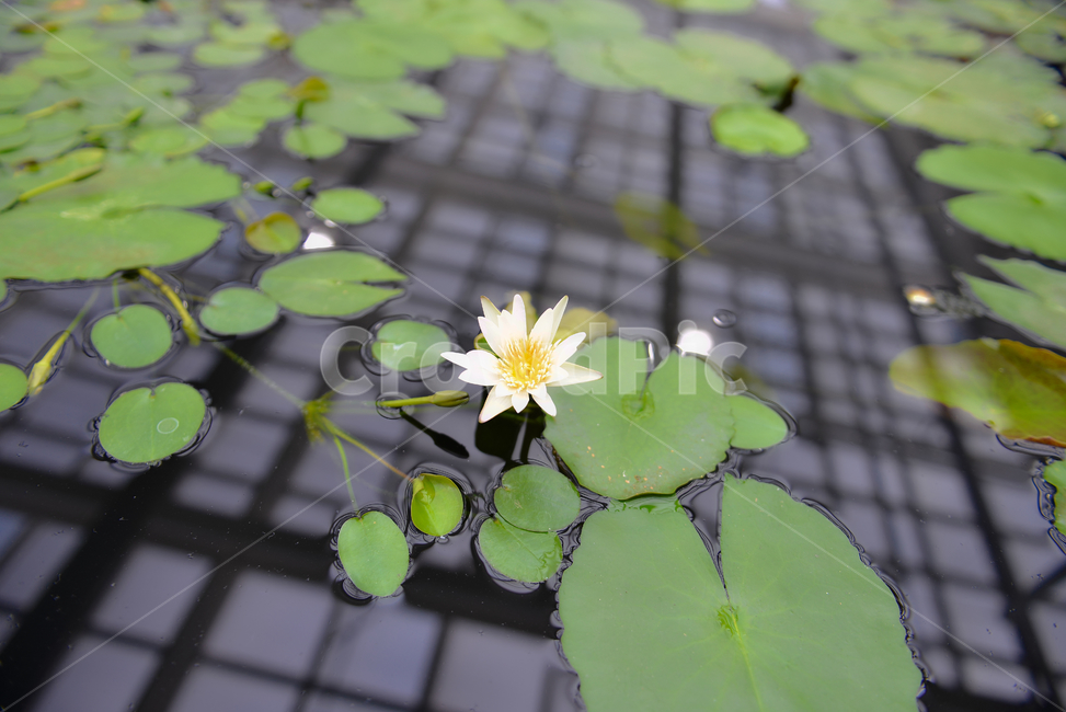 연꽃,접사,꽃,자연,녹색,힐링,신선함,season,plantsnature,flower,sensiblefeeling,색깔,색상,색채,색감,colorsense,colorsensitivity,feelingofcolor,감성,평온함