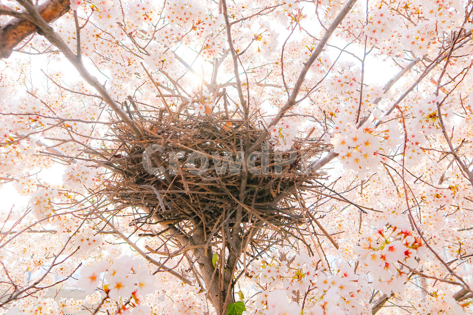 벚꽃,꽃,자연,나무,풍경,봄,봄,계절,spring,season,식물,자연,plants,nature,꽃,flower