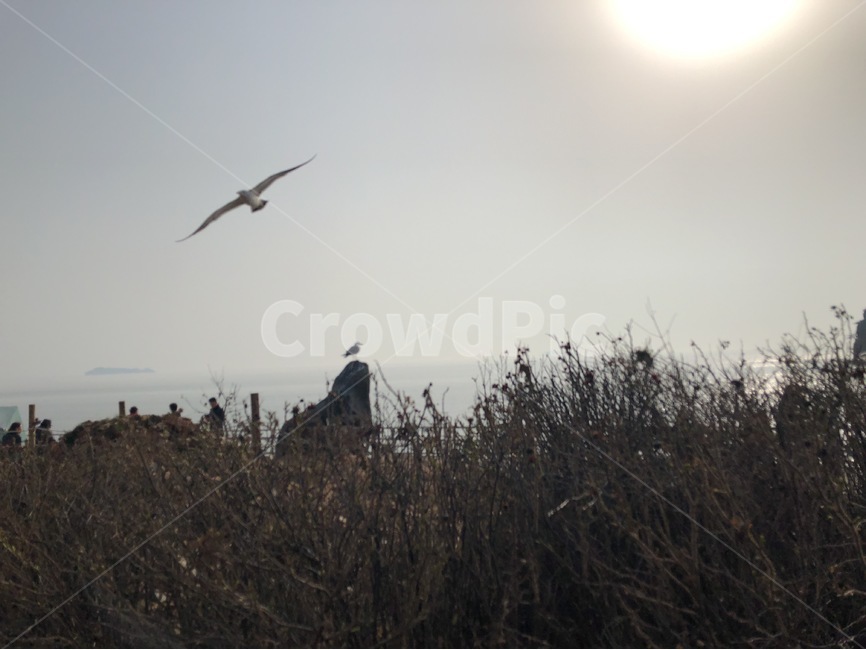 꿈,비상,날다,갈매기,희망,자연,풍경,nature,landscape,동물,animal,조류,새,birds,bird,flying,나는