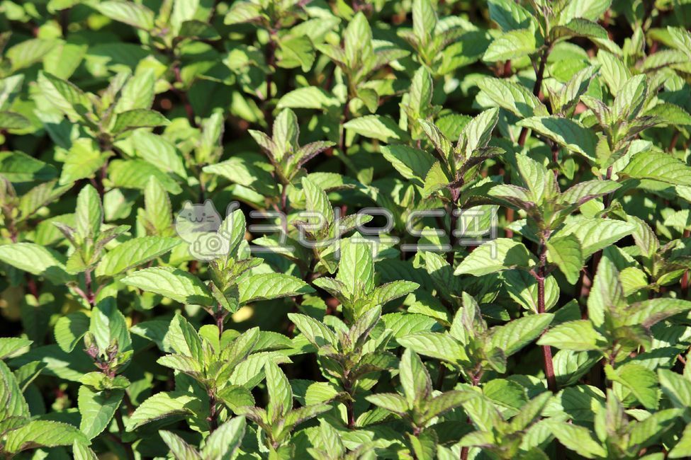 plant,식물,민트,herbs,허브,초콜릿민트,mint,식물,자연,plants,nature