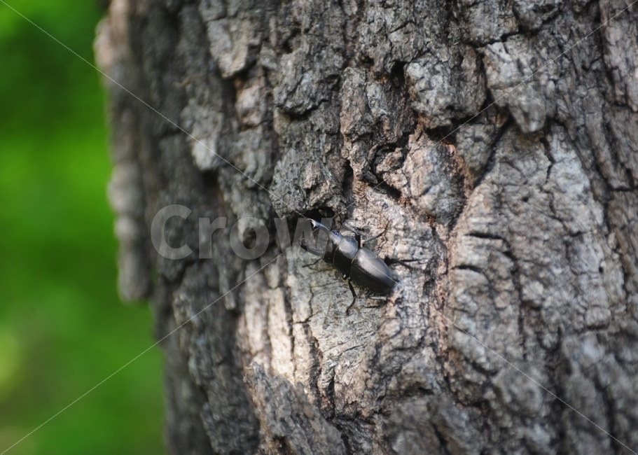 longevity sky cow,ecosystem,nature,blackjack,summer,stag beetle,beetle,bug,insect,summer bug,scarab,summer insects