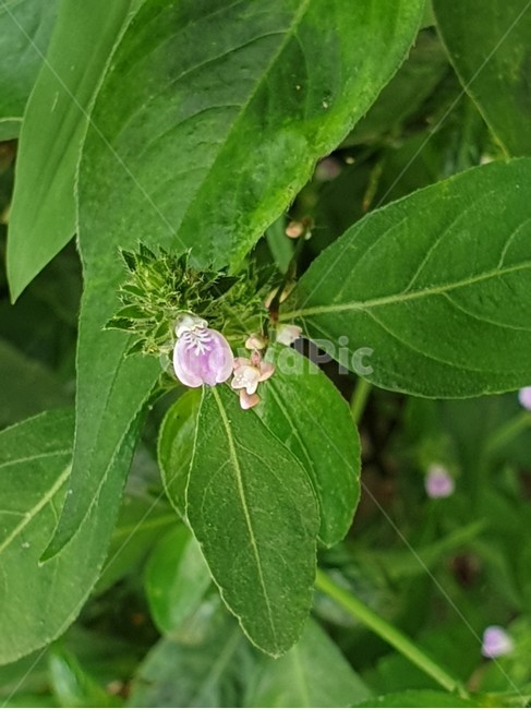 쥐꼬리망초,대압초,서미홍,꼬리망풀,작상,식물,자연,plants,nature