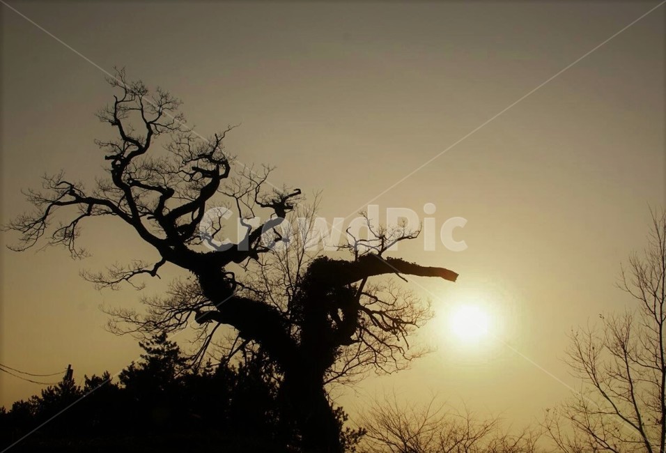 일몰,저녁놀,해질녁,하늘,나무,자연,풍경,자연풍경,sky,trees,석양,식물,자연,plants,nature,나무,trees,wood,실루엣,그림자,silhouette,shadow