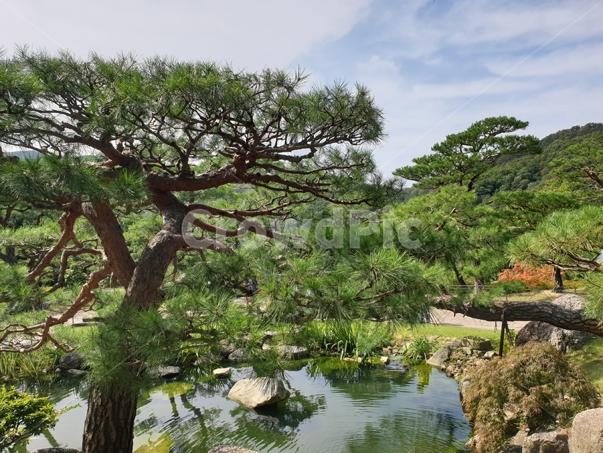 소나무숲,화담숲,한국자연,소나무,한국자연풍경,nature,자연,outdoors,가을,계절,fall,autumn,season,자연,풍경,nature,landscape,옥외,water,물