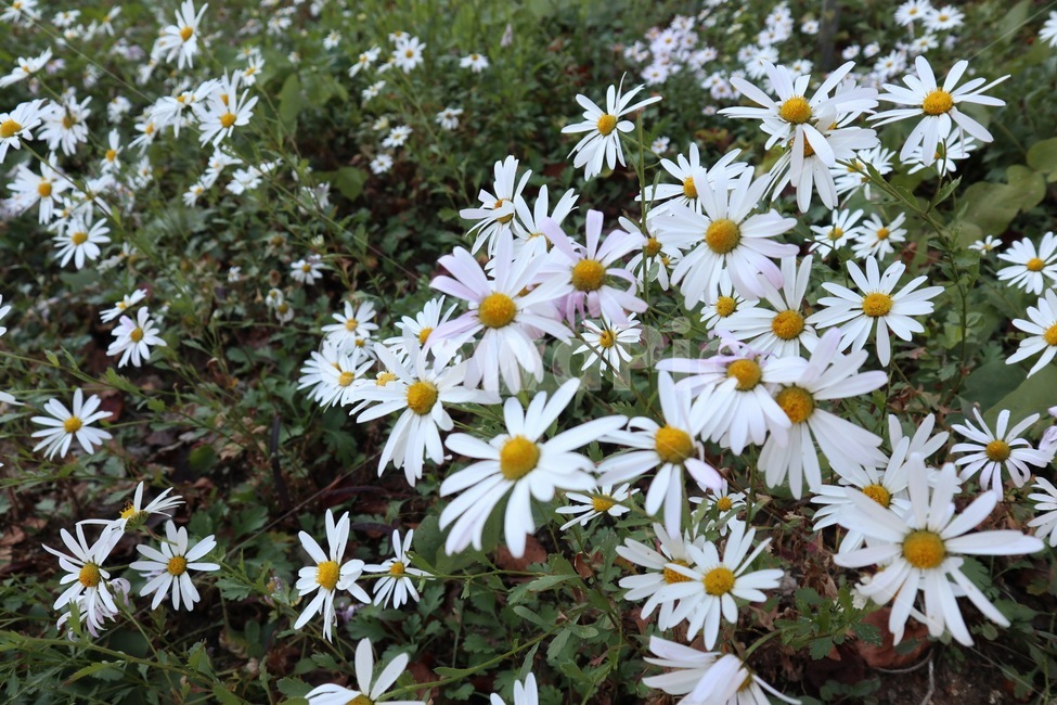 plant,식물,flower,꽃,blossom,식물,자연,plants,nature,꽃,flower