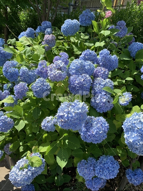 꽃,수국,여름,자연,파란색,화사,맑음