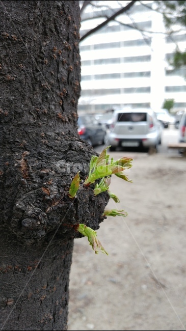 벚꽃,봄,흰색,자연,생명,새싹,나무,옹이,봄,계절,spring,season,식물,자연,plants,nature,tree,plant