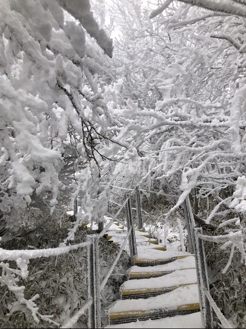 한라산,눈꽃,눈꽃산행,설산,눈꽃전망대,겨울,계절,winter,season