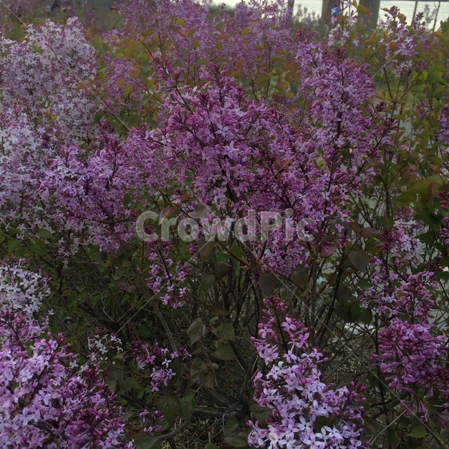 꽃,자연,식물,보라색꽃,보라