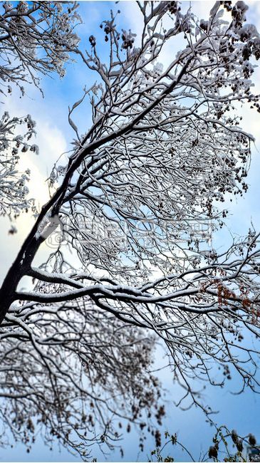 눈,겨울,설경,나뭇가지,눈꽃,상고대,겨울풍경,하늘,파란하늘,앙상한,차가운,추위,한파,감성사진,겨울자연,배경,바탕화면,백그라운드,겨울나무,눈쌓인,자연,식물,야외,계절,12월,1월,2월,깨끗한,맑은,로우앵글,올려다본,고요함