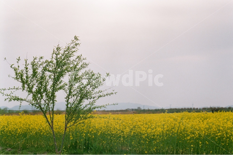 부산,대저생태공원,유채꽃,대저생태공원유체꽃축제,Film,Filmcamera,필름카메라,필름,감성사진,필름감성,봄,계절,spring,season,식물,자연,plants,nature,꽃,flower,grassland,목초지,field,들,outdoors,옥외