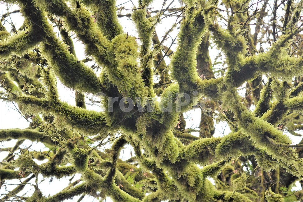 이끼,고목,나무,푸른이끼,자연,식물,자연,plants,nature,나무,trees,wood