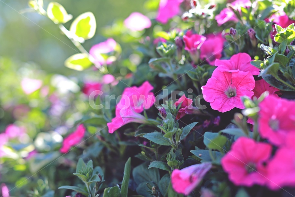 나팔꽃,핑크색,화단,공원,정원,flower,morningglory,nature,park,garden,식물,자연,plants,nature,꽃,flower