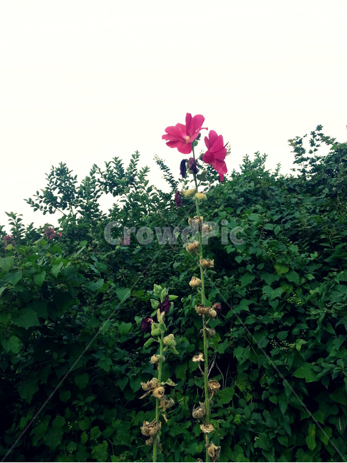 꽃,꽃나무,풍경,식물,초록,핑크,풀,flower,식물,자연,plants,nature,꽃,flower