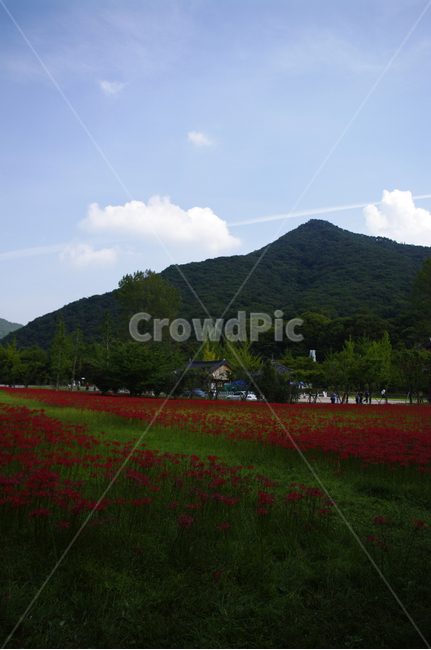 산,하늘,꽃무릇,꽃밭,풍경,자연,풍경,nature,landscape,식물,plants,꽃,flower,outdoors,옥외,field,들,plant,grass,잔디,grassland,목초지