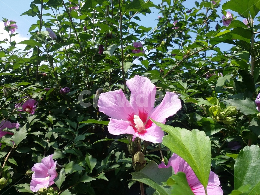 plant,식물,flower,꽃,무궁화,blossom,식물,자연,plants,nature,꽃,flower