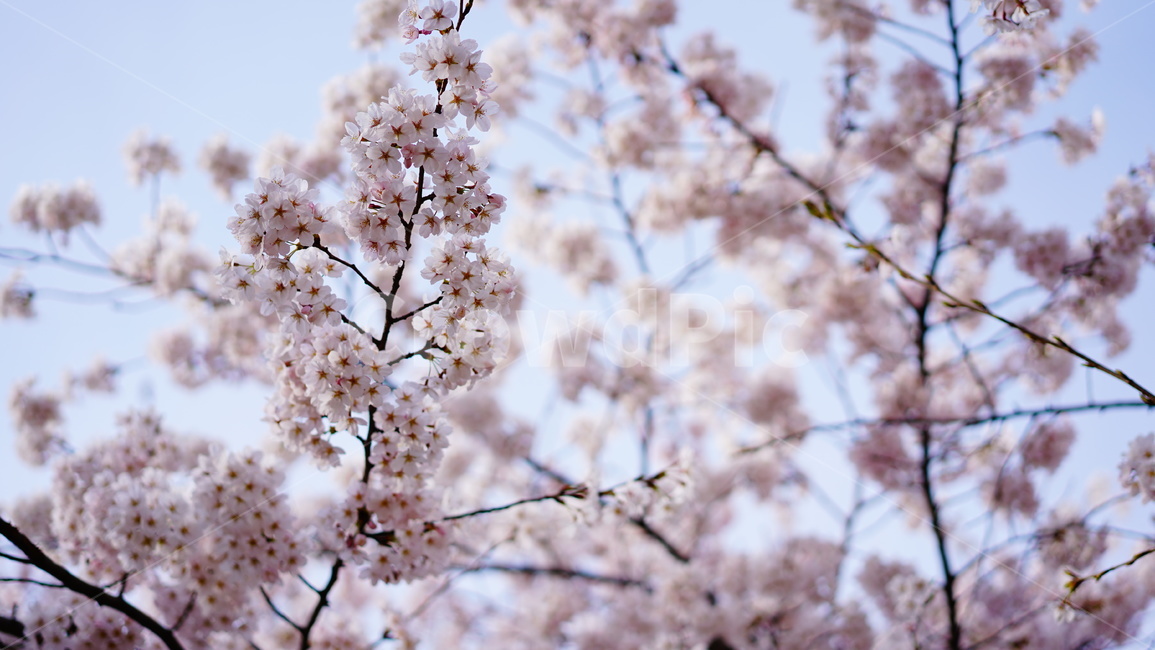 벚꽃,cherryblossom,벚꽃나무,봄꽃,식물,나무