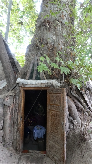 나무,나무둥치,자연,trunk,tree,nature,treehouse