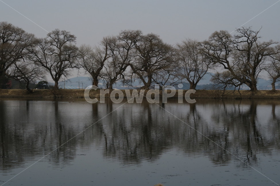 반곡지,경산,반영,나무,tree,드라마촬영지,물,겨울,쓸쓸한,조용한,고즈넉한,water,그림자,거울,mirror,winter,reflection