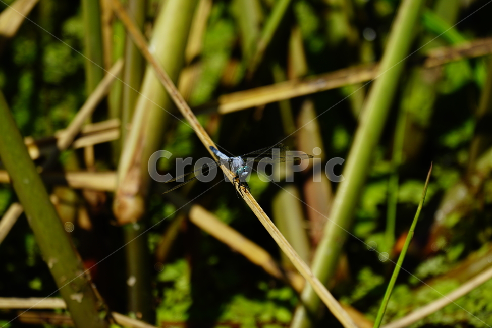 잠자리,연못,곤충,벌레,insect,dragonflies,dragonfly,가을,autumn,fall,9월,september,자연,nature,식물,plants,수풀,동물,animal,곤충,벌레,insect,bug